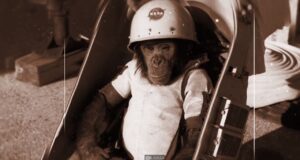 12 Bravest Animals Who Have Traveled to Space 12 Bravest Animals Who Have Traveled to Space