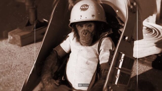 12 Bravest Animals Who Have Traveled to Space