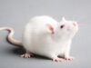 Rats Revealed To Have Human-Like Imagination in Pioneering Study rat imagination
