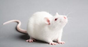 Rats Revealed To Have Human-Like Imagination in Pioneering Study rat imagination