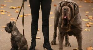 Best Dog Movies: Top Canine Classics for Pet Lovers Best Dog Movies