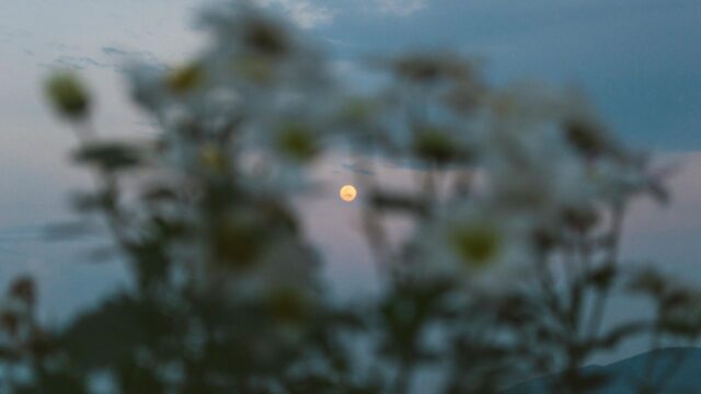 where to watch killers flower moon where to watch killers flower moon