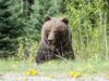 The Bear Season 4: Will There Be One? Latest Updates the bear season 4