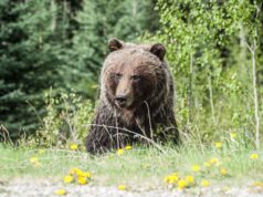 The Bear Season 4: Will There Be One? Latest Updates the bear season 4