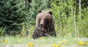 The Bear Season 4: Will There Be One? Latest Updates the bear season 4