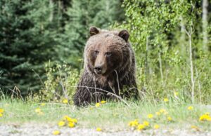 The Bear Season 4: Will There Be One? Latest Updates the bear season 4