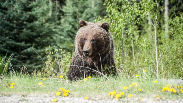 the bear season 4 the bear season 4