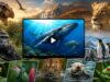 Best Nature Documentaries to Stream in 2026 best nature documentaries stream