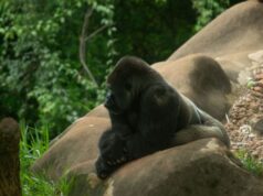 How to Watch the Planet of the Apes Movies in Order planet of the apes in order