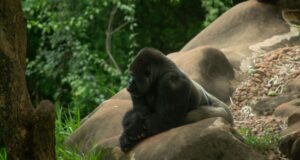 How to Watch the Planet of the Apes Movies in Order planet of the apes in order