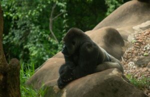 How to Watch the Planet of the Apes Movies in Order planet of the apes in order