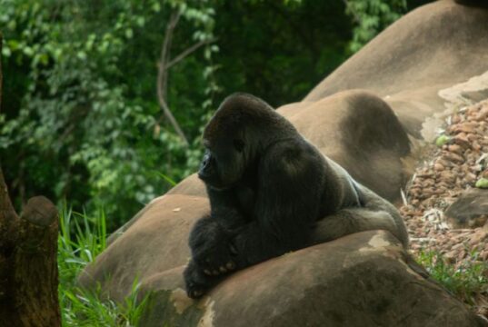 How to Watch the Planet of the Apes Movies in Order planet of the apes in order