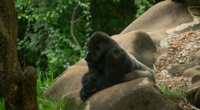 planet of the apes in order planet of the apes in order